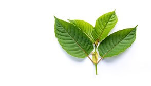 Kratom Pharmacology