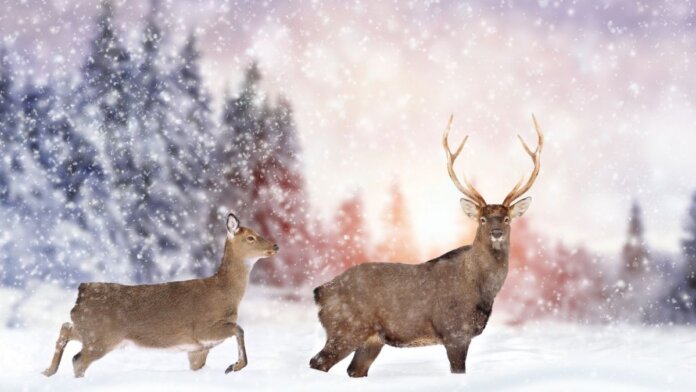 Do Deer Use Mineral Sites in the Winter