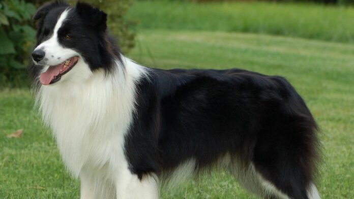 What Should You Know About Border Collies