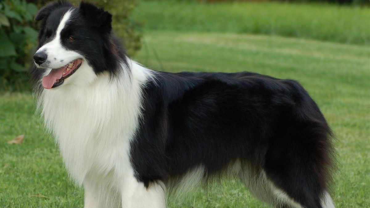 What Should You Know About Border Collies
