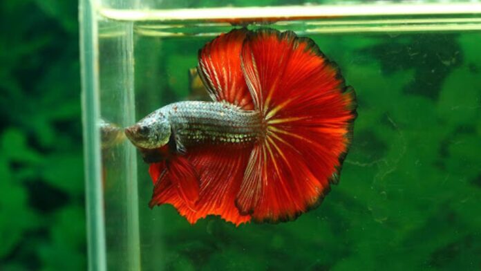 How to Improve the Health and Welfare of Your Betta Fish with betta fish pellets