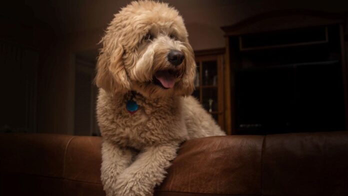 8 Things To Know About The Miniature Goldendoodle