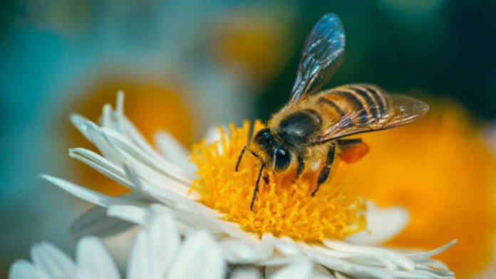 Honey Bees Nature's Bomb Detectors