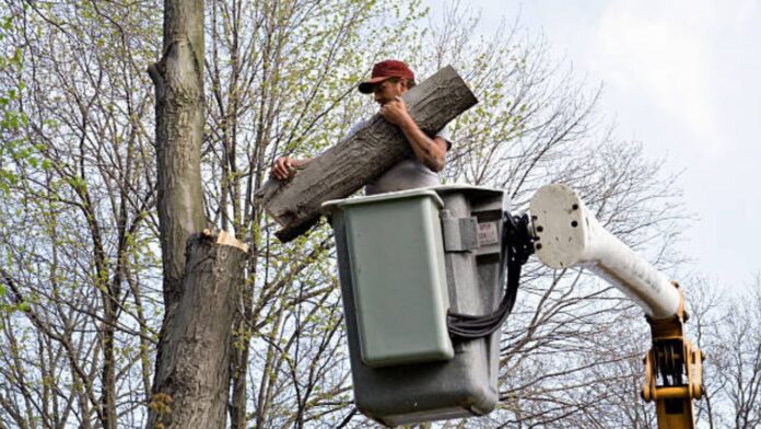 The Ultimate Guide to Tree Removal Safety Expert Tips for Homeowners