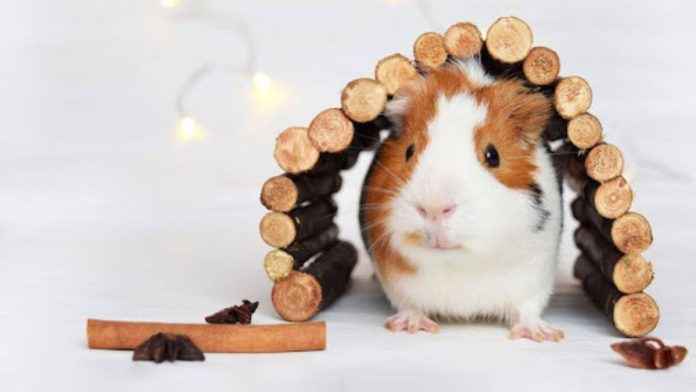 Guinea Pig Bliss Essentials and Fun for Your Furry Friends