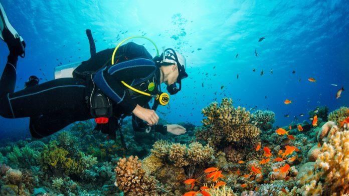Scuba Diving Adventure in the Red Sea