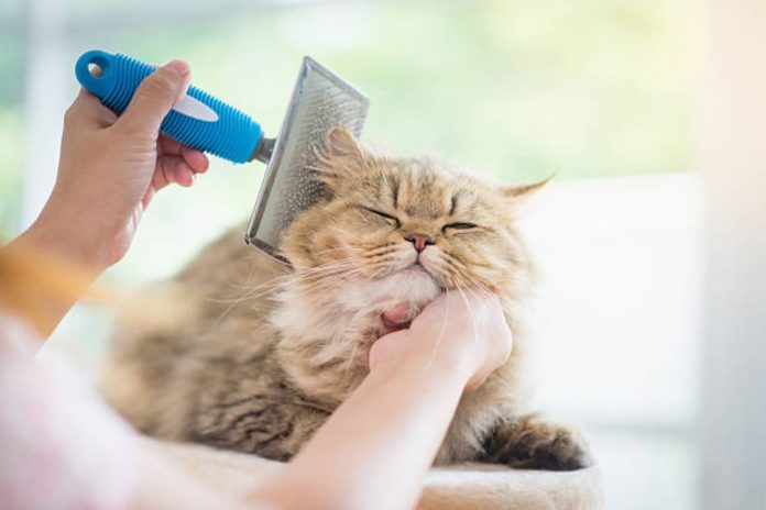 Comprehensive Cat Brushing & Cat Grooming Near Me