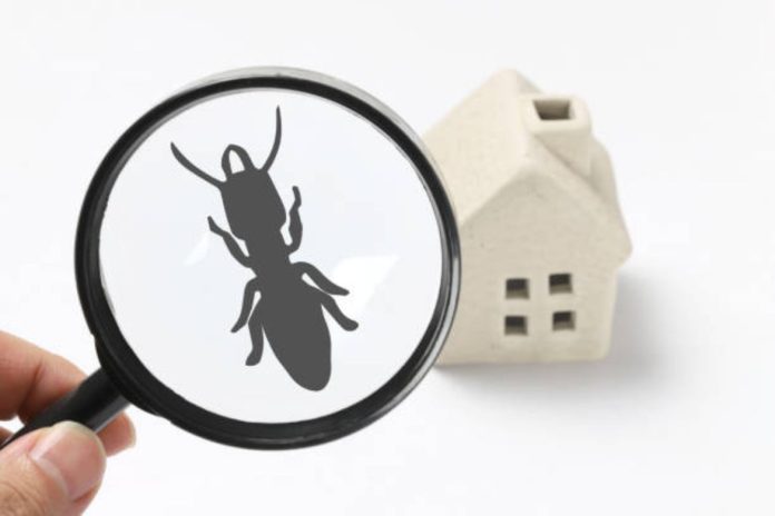 How to Prepare for a Pest Inspection in Pakenham