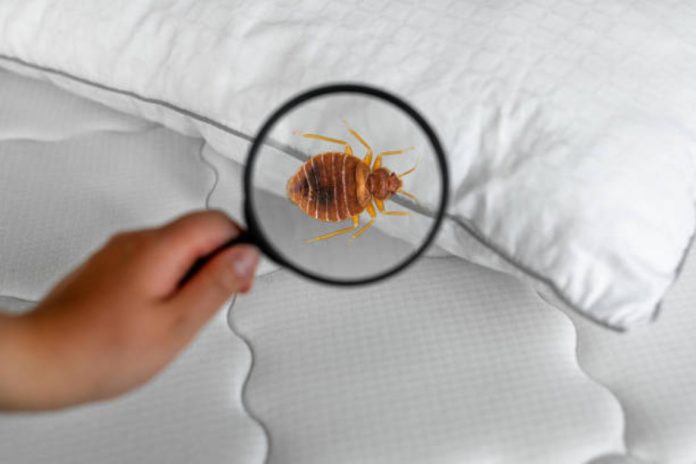 How Hotels Get Infested with Bed Bugs