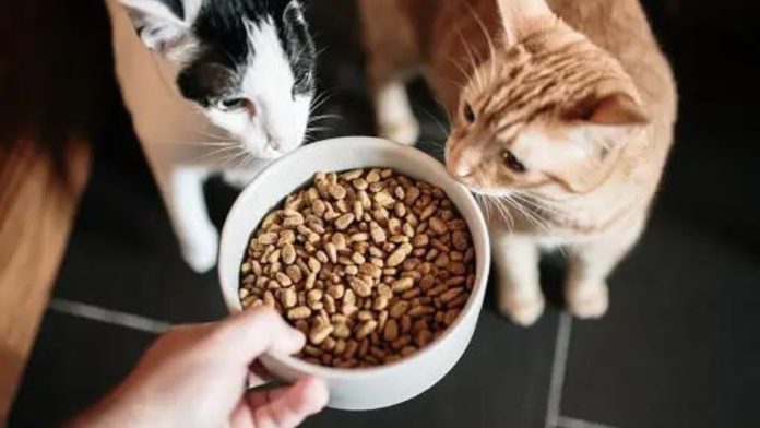 The Ultimate Guide to Choosing the Best Cat Food for Your Pet