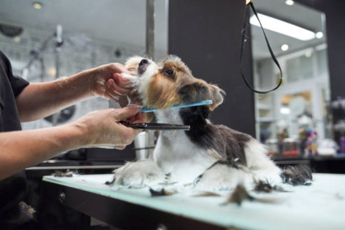 Best Dog Grooming Practices Essential Tips for a Healthy and Happy Pet