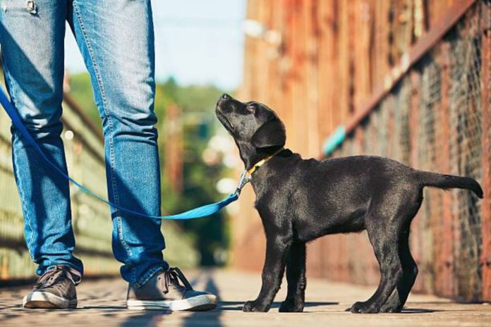 Black Labradors for Sale as Therapy Dogs