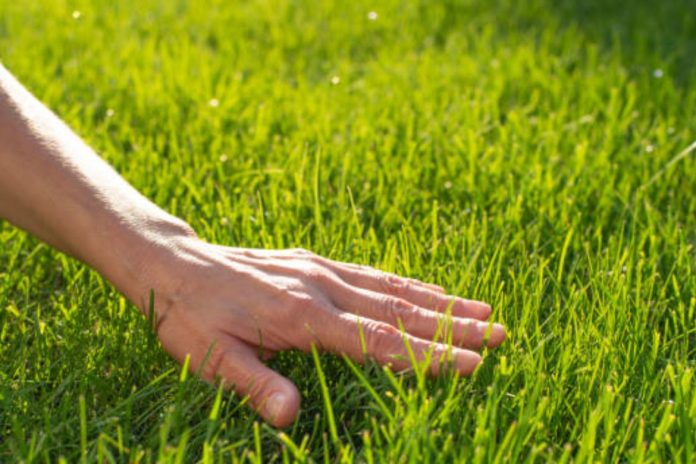 6 Steps to a Successful Lawn Mowing Business