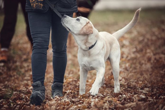 Socializing Your Puppy in San Diego The Best Places to Start