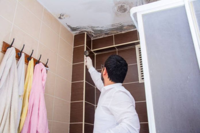 Understanding Black Mold Testing Why It’s Crucial for Your Health and Home