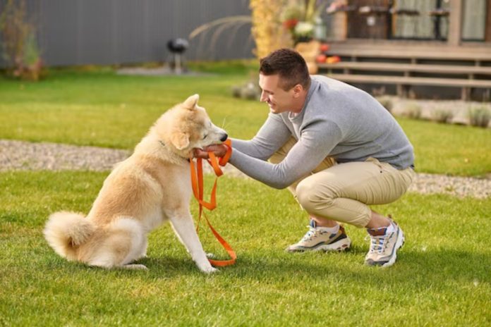 Breeds That Excel in Dog Agility Training Is Your Pup a Natural