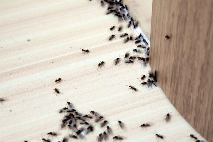 How Fast Can an Exterminator Get Rid of Ants