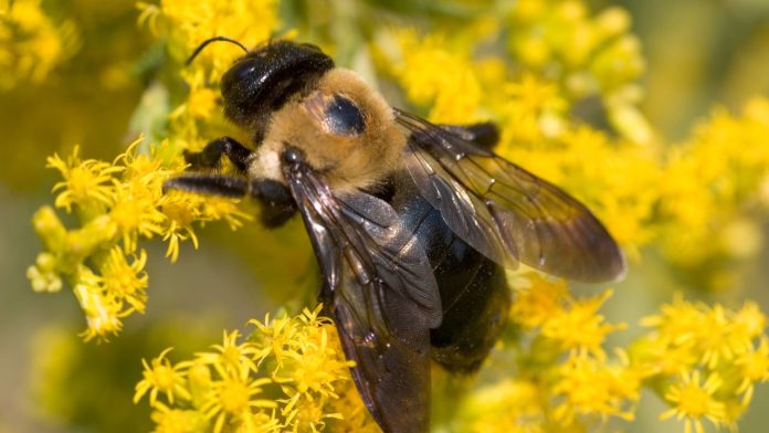 3 Truths About Carpenter Bees That May Surprise You